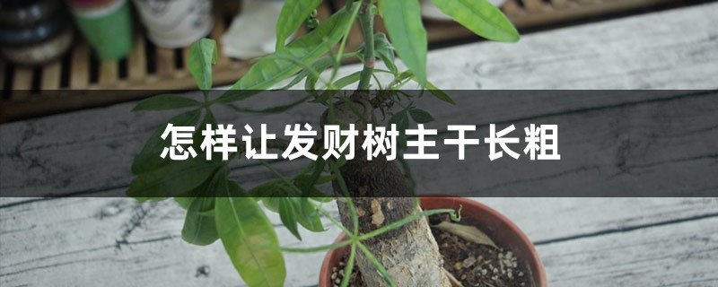 怎样让发财树主干长粗，小型发财树能养大吗