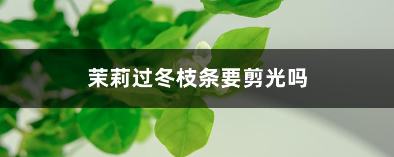 茉莉过冬枝条要剪光吗，修剪方法图解