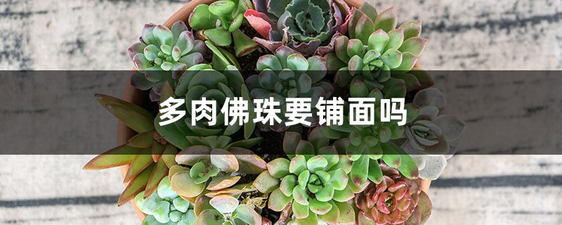 多肉佛珠要铺面吗