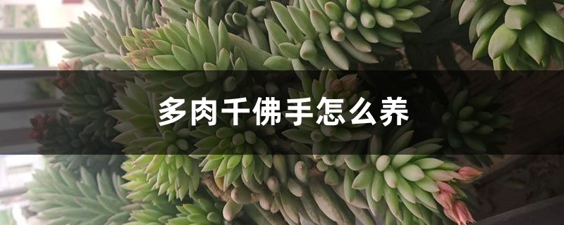 多肉千佛手怎么养