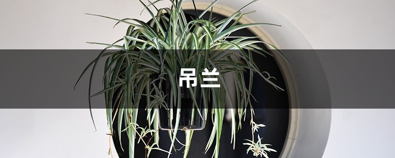 吊兰长出来的分枝还要剪掉吗，吊兰长出小吊兰怎么剪
