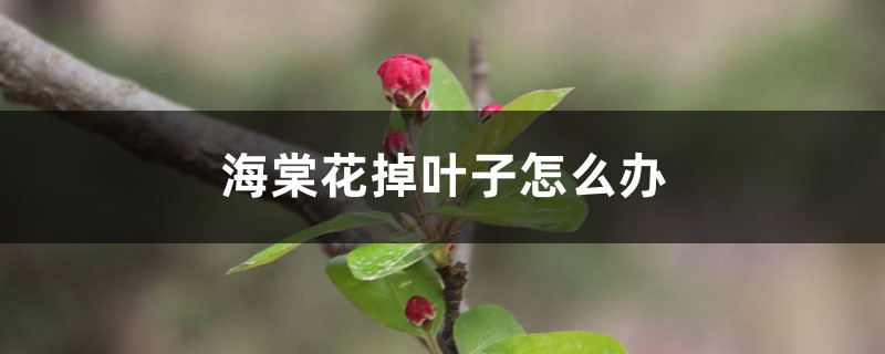 海棠花掉叶子怎么办，叶子蔫了怎么处理