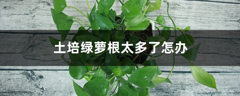 土培绿萝根太多、根满盆了怎办
