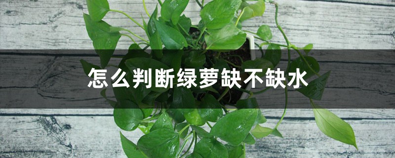 怎么判断绿萝缺不缺水