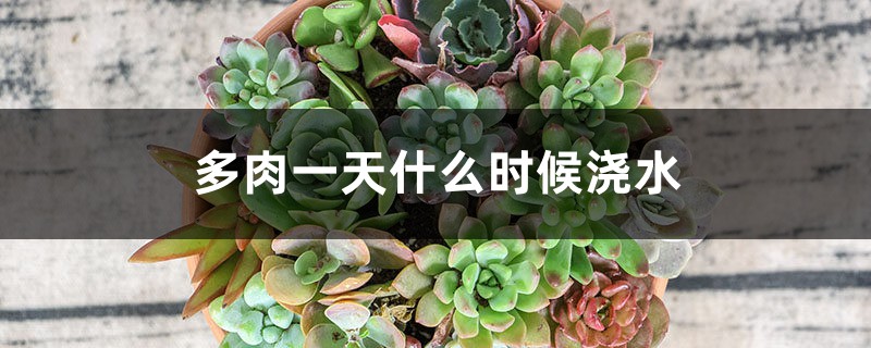 多肉一天什么时候浇水，用喷雾好吗