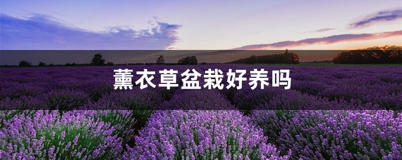 薰衣草盆栽好养吗，哪种薰衣草适合盆栽