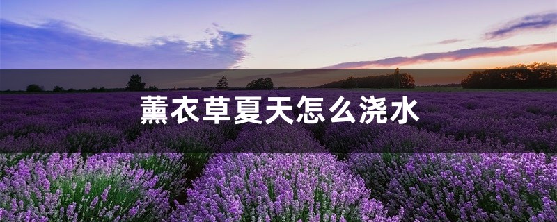 薰衣草夏天怎么浇水，薰衣草容易养活吗