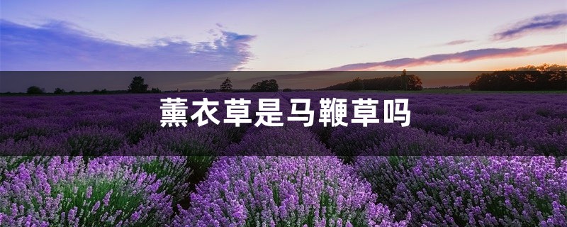 薰衣草是马鞭草吗，马鞭花和薰衣草一样吗