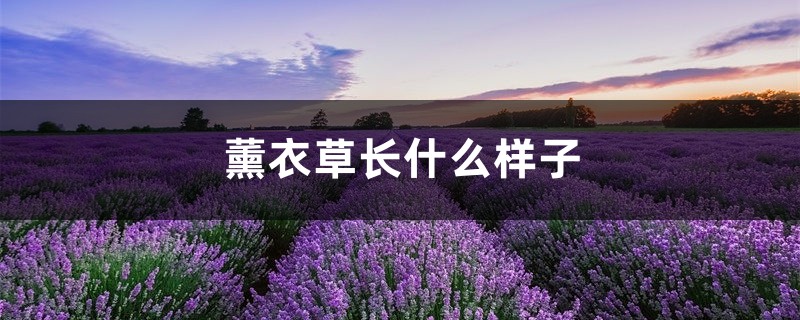 薰衣草长什么样子，薰衣草的介绍和特点