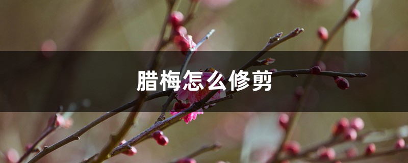 腊梅怎么修剪多开花（图解）