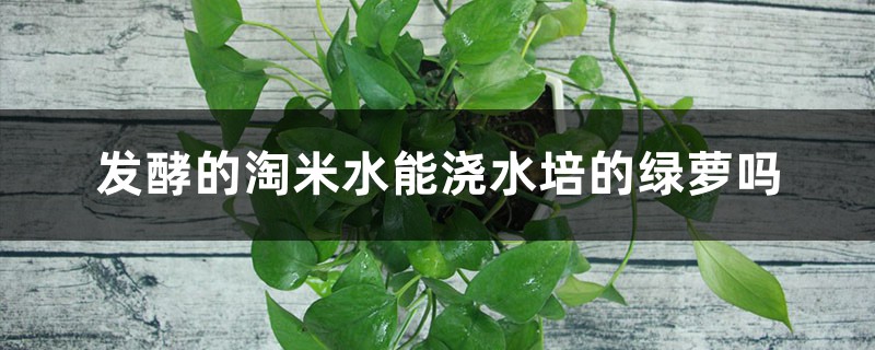 水培绿萝能用淘米水吗，淘米水浇花要发酵几天？