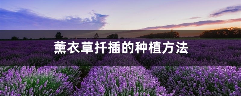 薰衣草扦插的种植方法，薰衣草扦插多久生根