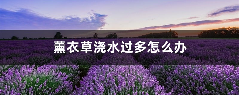 薰衣草浇水过多怎么办，薰衣草多久浇水一次