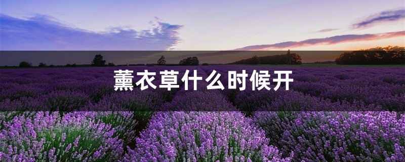 薰衣草什么时候开，薰衣草花期几天