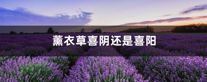 薰衣草喜阴还是喜阳，薰衣草需要晒太阳吗
