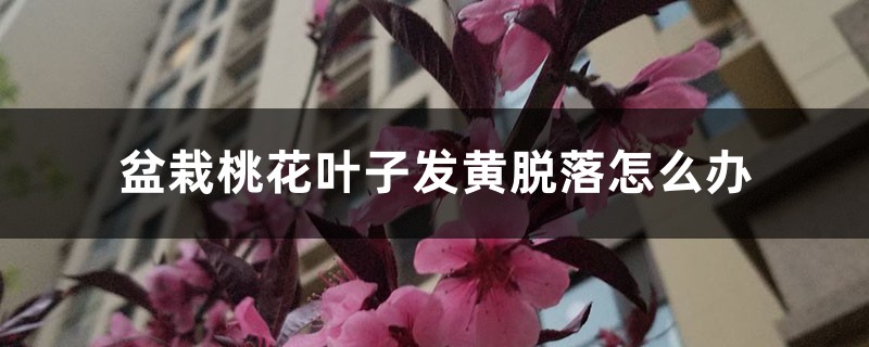 盆栽桃花叶子发黄脱落怎么办，桃花叶子发黄是怎么回事