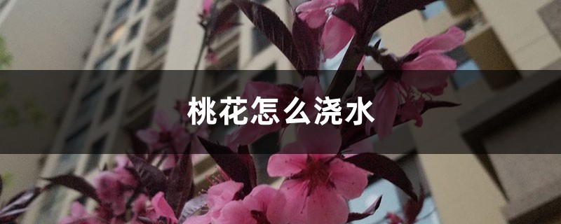 桃花怎么浇水，盆栽桃花多久浇水一次