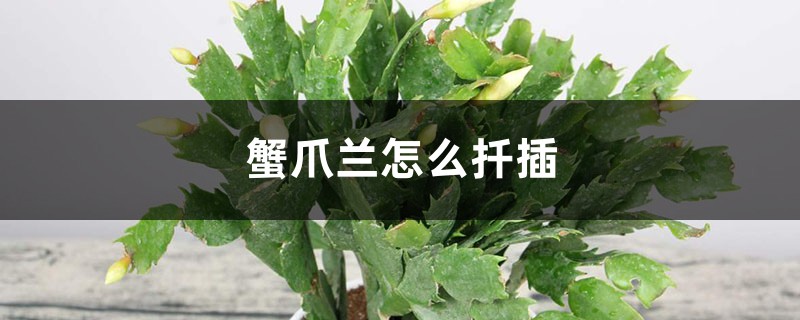 蟹爪兰怎么扦插