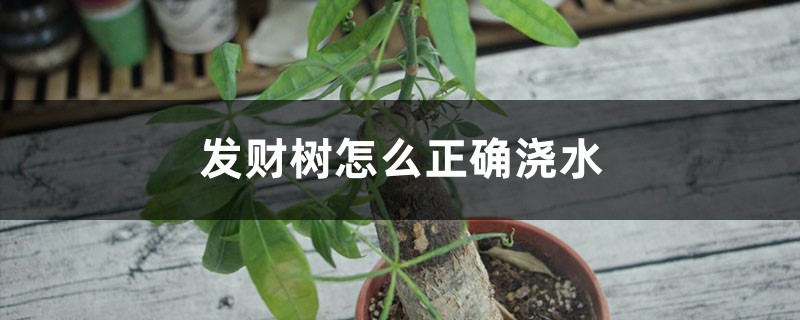 发财树怎么正确浇水