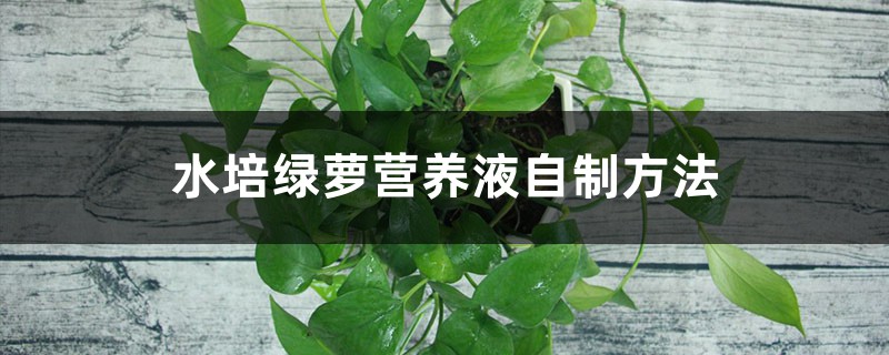 水培绿萝营养液自制方法