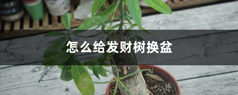 怎么给发财树换盆，换盆用什么土好