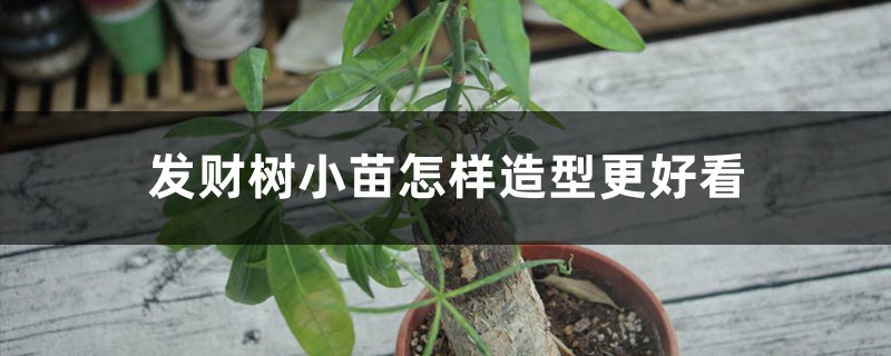发财树小苗怎样造型更好看，有粘液是怎么回事