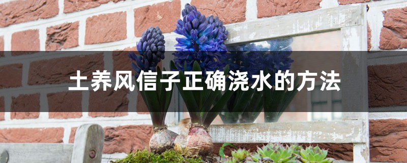 土养风信子正确浇水的方法，出现积水要处理吗