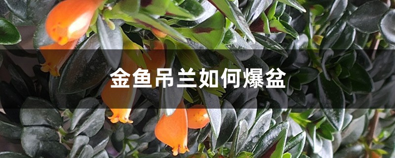 金鱼吊兰爆盆很简单，教你1招，长得快又开花多！