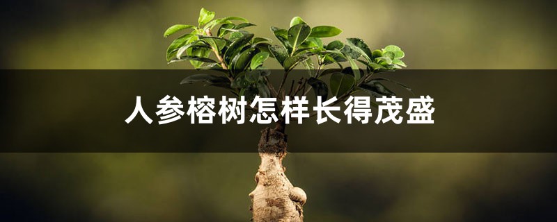 人参榕树怎样长得茂盛，根变大？