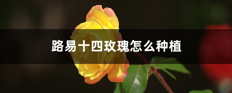 路易十四玫瑰怎么种植：好养吗？怎么养？