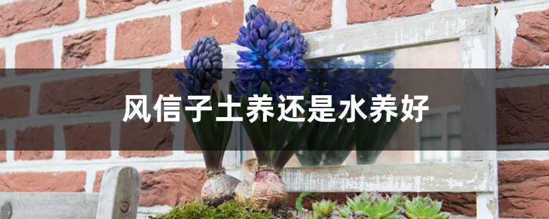 风信子土养还是水养好，风信子怎么土养改水养