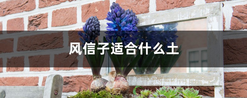 风信子适合什么土，风信子能在家里养吗