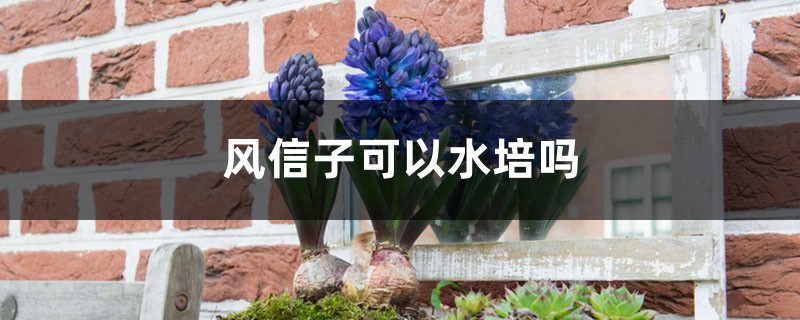 风信子可以水培吗，风信子水培如何养