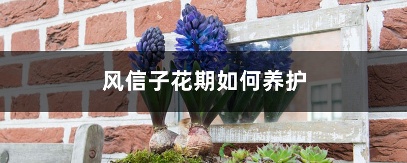 风信子花期如何养护，风信子的开花时间