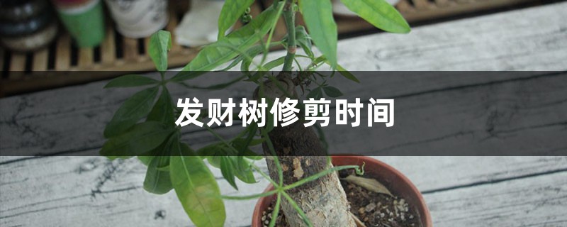 发财树修剪时间，正确时间来一刀，来年长更猛！