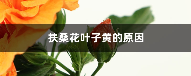 扶桑花叶子黄的原因，叶子蔫了怎么挽救