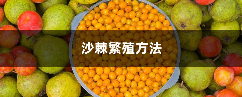沙棘繁殖方法，沙棘树怎样繁殖