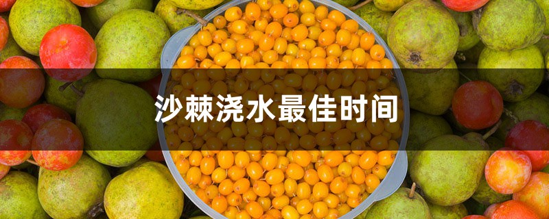 沙棘浇水最佳时间，沙棘树多久浇一次水