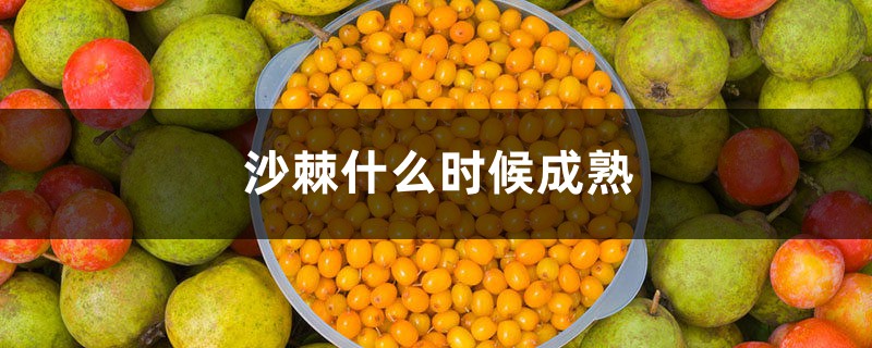 沙棘什么时候成熟，沙棘成熟了是什么样子