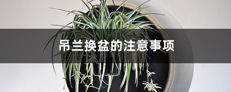 吊兰换盆的注意事项，换盆最好用什么土