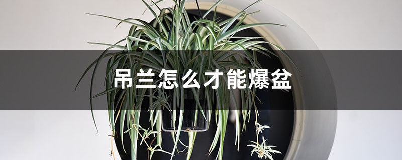 吊兰怎么才能爆盆，吊兰爆盆怎么修剪