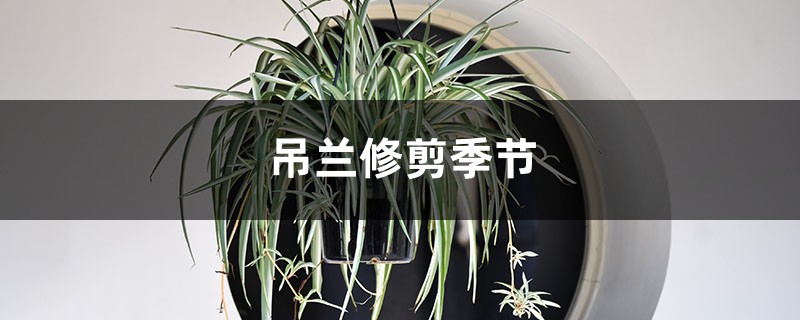 吊兰修剪季节，修剪后多久能发芽