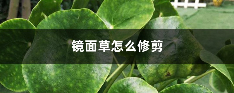 镜面草怎么修剪才好看