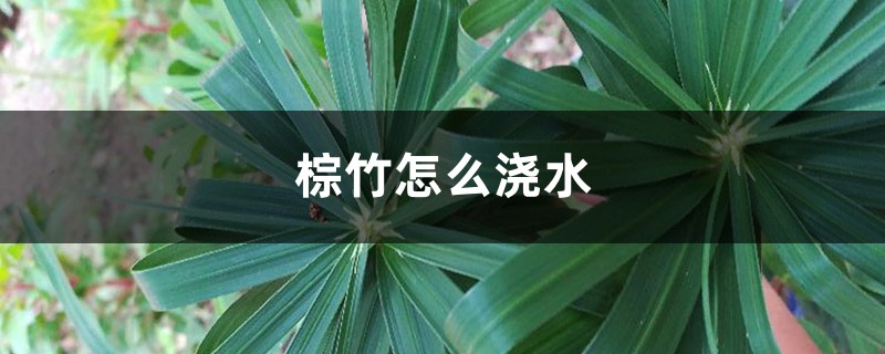 棕竹怎么浇水，几天浇一次水