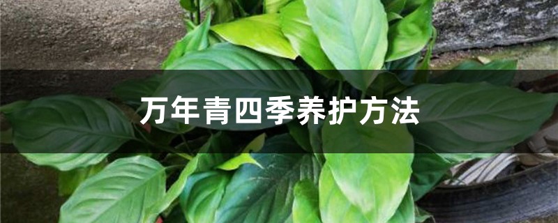 万年青四季养护方法