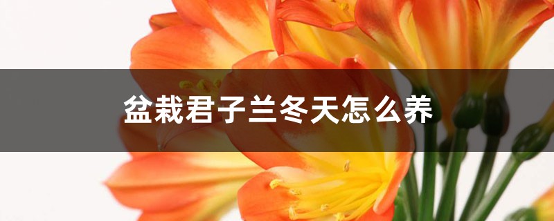 盆栽君子兰冬天怎么养