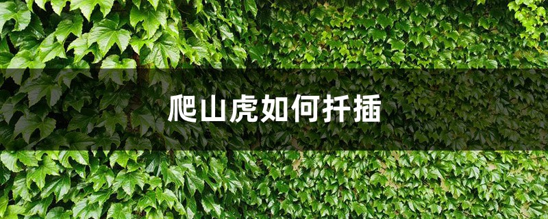 爬山虎如何扦插，冬季会冻死吗