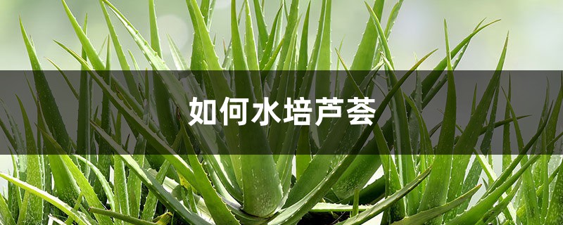 如何水培芦荟，后期养护注意什么