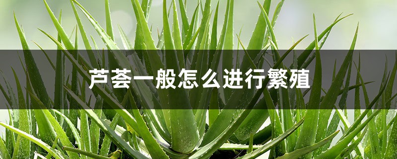 芦荟一般怎么进行繁殖，芦荟好养吗