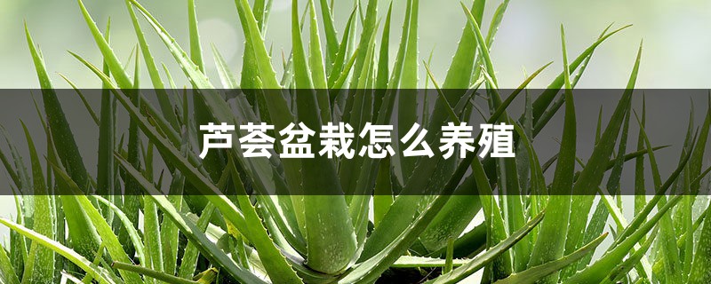 芦荟盆栽怎么养殖，养殖一两年要换盆吗